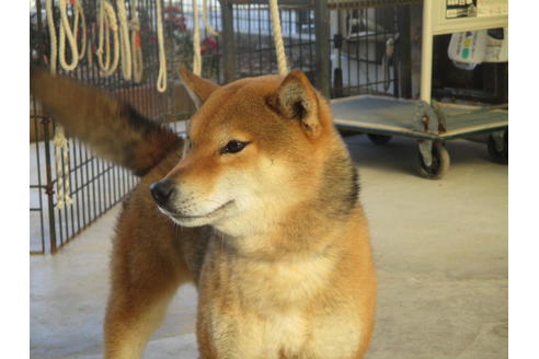 成約済の岡山県の柴犬-122122の5枚目